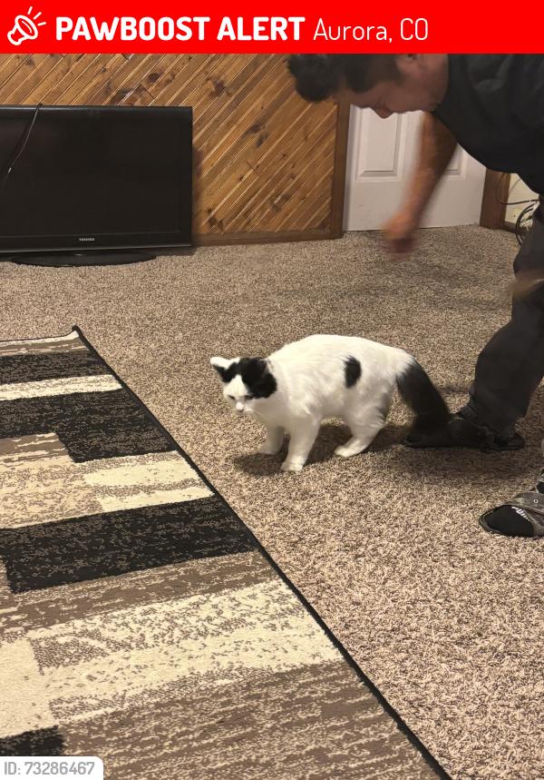 Lost Male Cat last seen Iliff y 6, Aurora, CO 80018