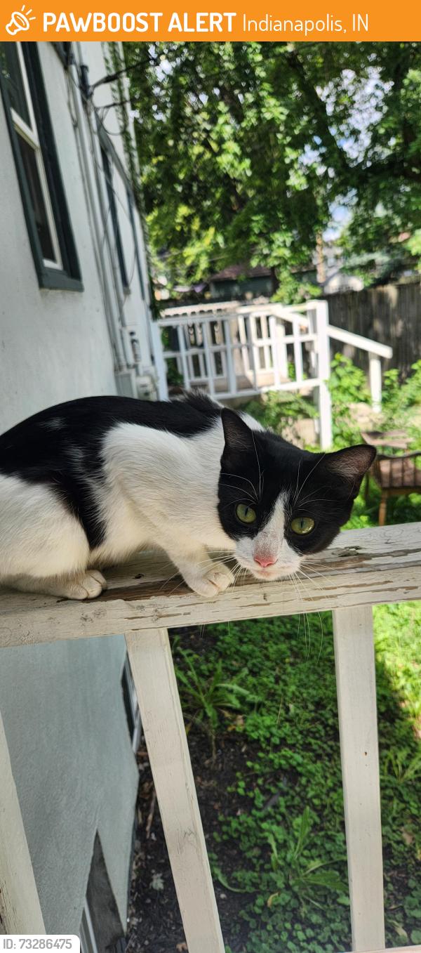 Found/Stray Female Cat last seen 30th and N Delaware near Children's Museum, Indianapolis, IN 46205