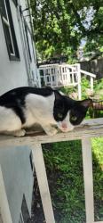 Found/Stray Female Cat last seen 30th and N Delaware near Children's Museum, Indianapolis, IN 46205