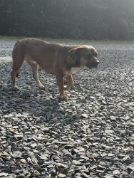 Found/Stray Female Dog last seen Christy Woods Rd., Mount Pleasant, NC 28124