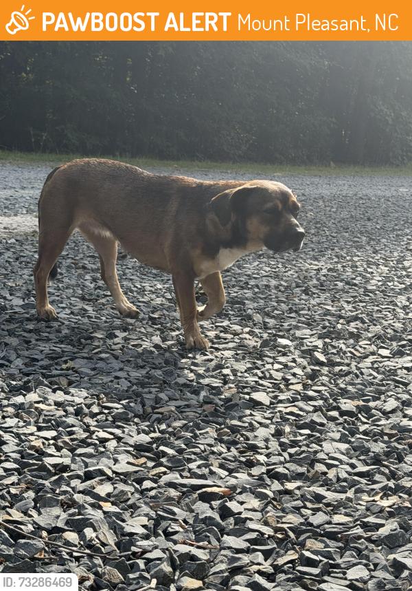Found/Stray Female Dog last seen Christy Woods Rd., Mount Pleasant, NC 28124