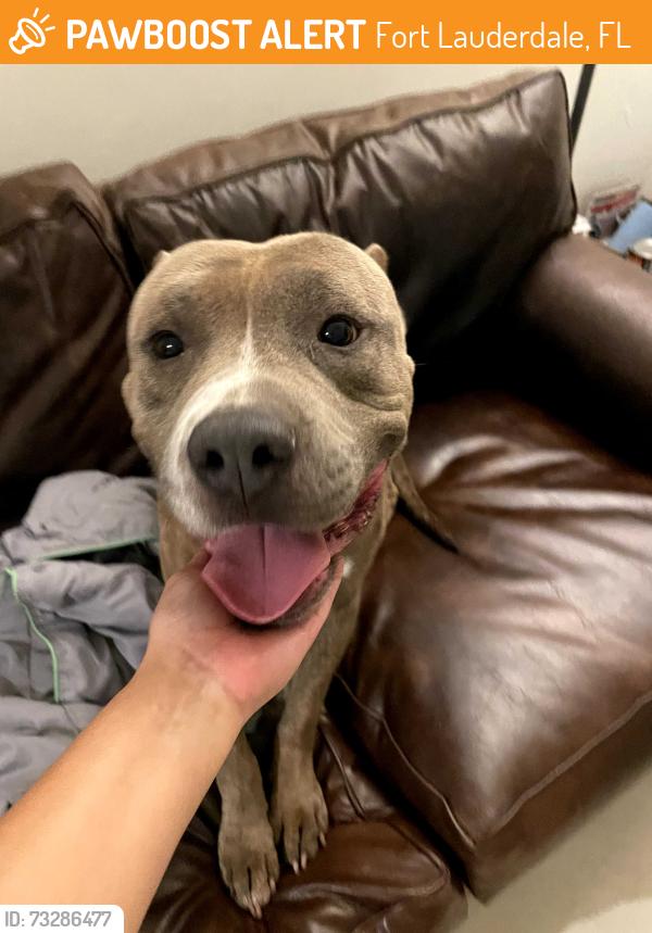 Found/Stray Male Dog last seen Oakland park Blvd, Fort Lauderdale, FL 33305