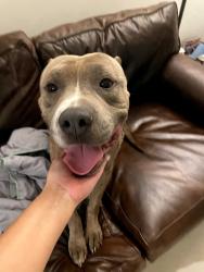 Found/Stray Male Dog last seen Oakland park Blvd, Fort Lauderdale, FL 33305