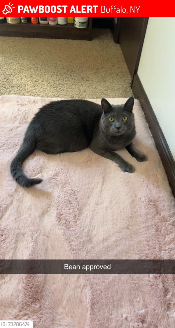 Lost Male Cat last seen Willow ridge drive, Buffalo, NY 14228