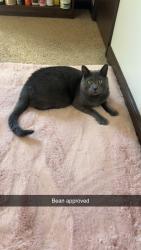 Lost Male Cat last seen Willow ridge drive, Buffalo, NY 14228