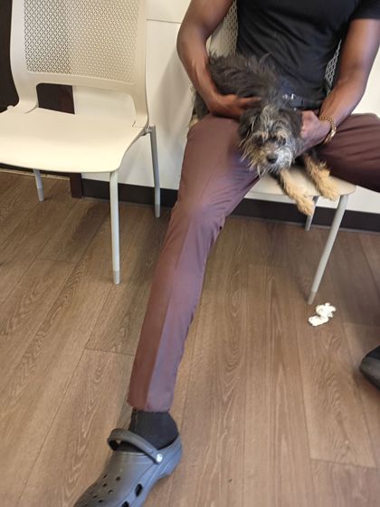 Shelter Stray Male Dog last seen Near Headland Dr, Atlanta, GA, 1251 Fulton Industrial Blvd NW, Atlanta, GA 30336, USA