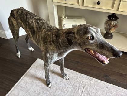 Shelter Stray Female Dog last seen Near Windy Ridge Dr, South District, TX, 355 Hillshire Dr, Haslet, TX 76052, USA