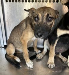 Shelter Stray Female Dog last seen Near Village Creek Dr, East District, TX, 355 Hillshire Dr, Haslet, TX 76052, USA