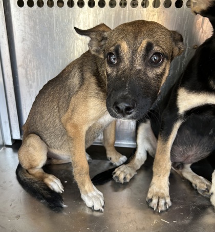 Shelter Stray Female Dog last seen Near Village Creek Dr, East District, TX, 355 Hillshire Dr, Haslet, TX 76052, USA