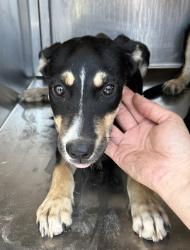 Shelter Stray Female Dog last seen Near Village Creek Dr, East District, TX, 355 Hillshire Dr, Haslet, TX 76052, USA