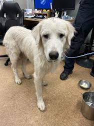 Shelter Stray Female Dog last seen Rd 26, Madera County, CA, 205 Tozer St, Madera, CA 93638, USA