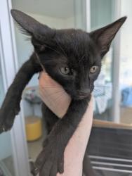 Shelter Stray Male Cat last seen Near Karnes St, Central District, TX, 355 Hillshire Dr, Haslet, TX 76052, USA
