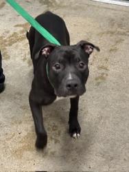Shelter Stray Male Dog last seen E 84 and Chester, 3rd District, OH, 9203 Detroit Ave, Cleveland, OH 44102, USA