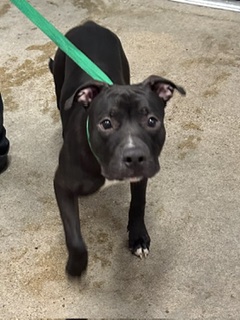 Shelter Stray Male Dog last seen E 84 and Chester, 3rd District, OH, 9203 Detroit Ave, Cleveland, OH 44102, USA