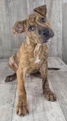 Shelter Stray Male Dog last seen Near Parker st, Caddo Parish, LA, 1500 Monty St, Shreveport, LA 71107, USA