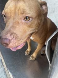 Shelter Stray Female Dog last seen Henderson ave, Caddo Parish, LA, 1500 Monty St, Shreveport, LA 71107, USA