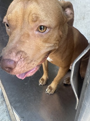 Shelter Stray Female Dog last seen Henderson ave, Caddo Parish, LA, 1500 Monty St, Shreveport, LA 71107, USA