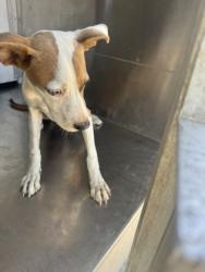 Shelter Stray Female Dog last seen N Hearne Ave., Caddo Parish, LA, 1500 Monty St, Shreveport, LA 71107, USA