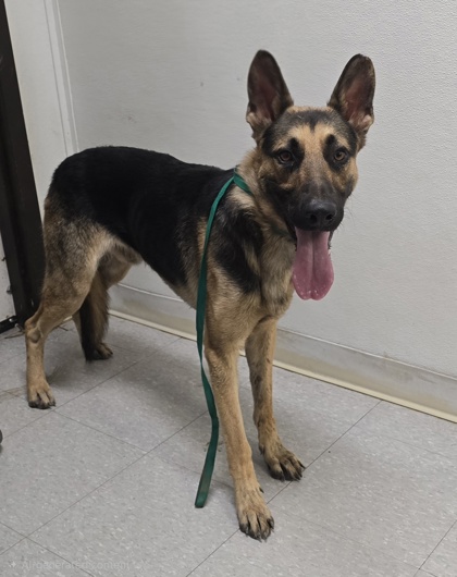 Shelter Stray Male Dog last seen Near blk Lon Stevenson-FH, FOREST HILL, TX, 3961 Bluebell Dr, Everman, TX 76140, USA
