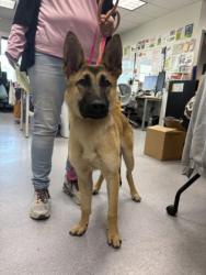 Shelter Stray Male Dog last seen Sunnyside and 92nd Street, Oakland, CA, 1101 29th Ave, Oakland, CA 94601, USA