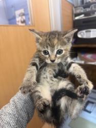 Shelter Stray Female Cat last seen Near Appomattox Drive, 30034, GA, 3280 Chamblee Dunwoody Rd, Chamblee, GA 30341, USA