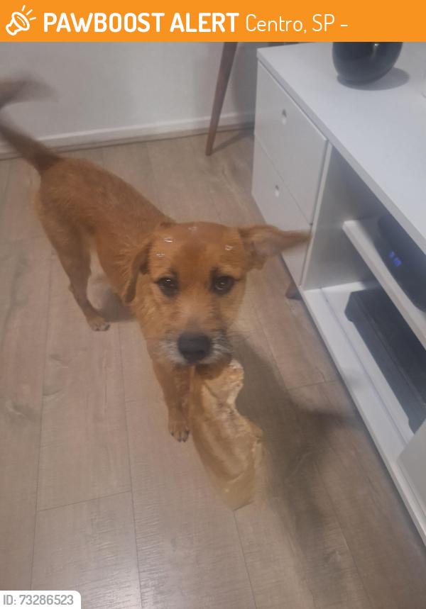 Found/Stray Female Dog last seen Rodoviária de Santos, Centro, SP 11013-151