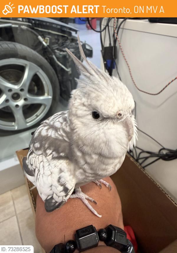 Found/Stray Unknown Bird last seen Midland and Silver Star Blvd, Toronto, ON M1V 0A9