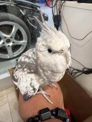 Found/Stray Unknown Bird last seen Midland and Silver Star Blvd, Toronto, ON M1V 0A9