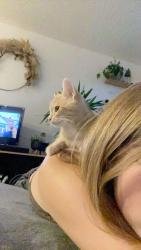 Lost Male Cat last seen south millway, Mississauga, ON 