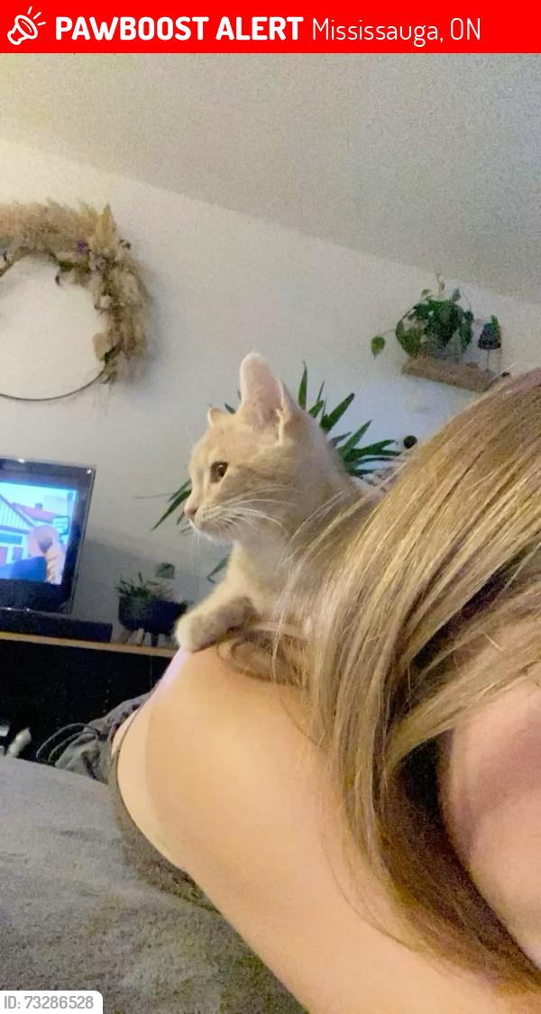 Lost Male Cat last seen south millway, Mississauga, ON 