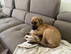 Lost Female Dog last seen Southern miller, Buckeye, AZ 85326