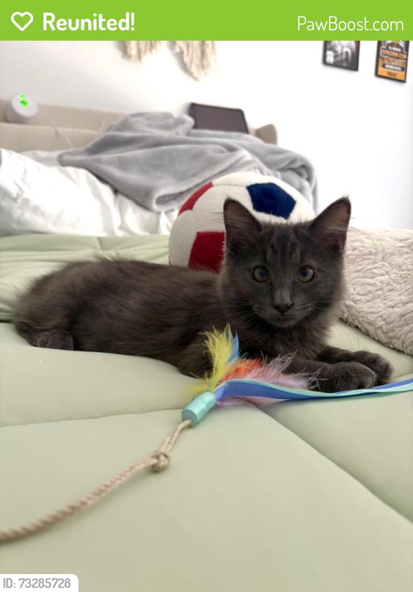 Reunited Female Cat last seen City lights drive, Aliso Viejo, CA 92656