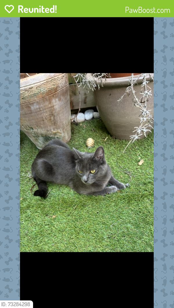 Reunited Female Cat last seen Dryden road Wimbledon, Greater London, England SW19 8SG