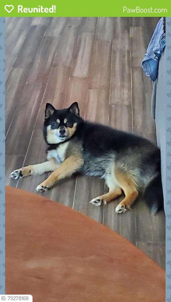 Reunited Male Dog last seen Sargent Road, McGinnis Ferry Road, 985 Cherringham Ct, Alpharetta, GA 30005