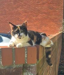 Lost Female Cat last seen Weeting, Norfolk, England 