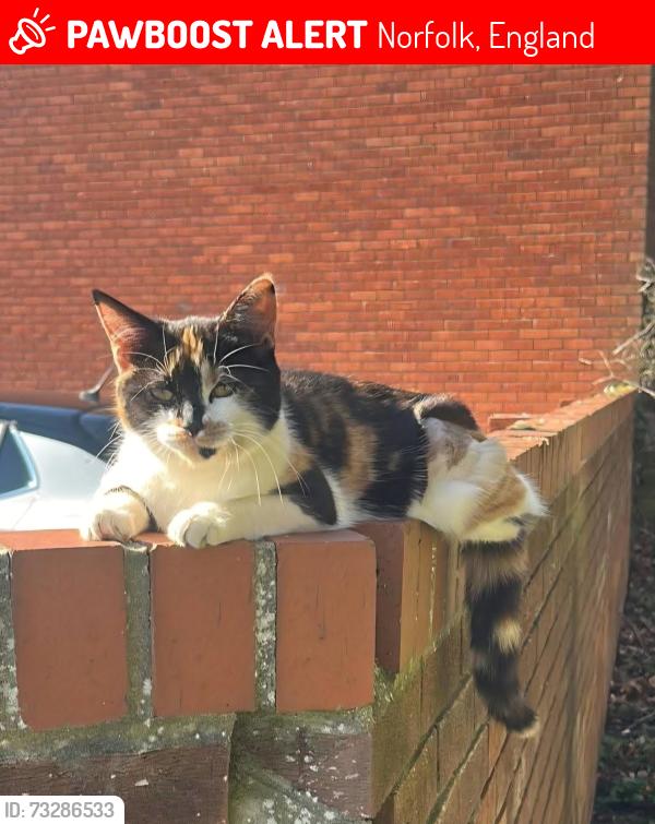 Lost Female Cat last seen Weeting, Norfolk, England 