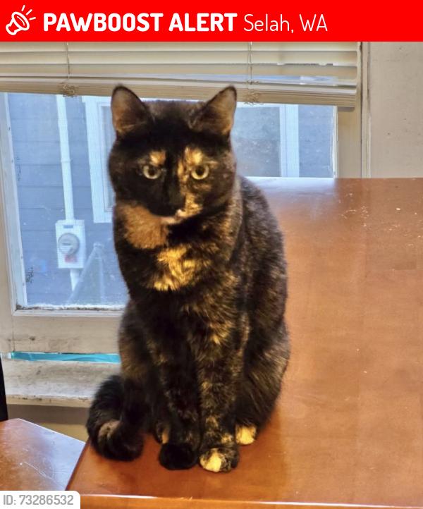 Lost Female Cat last seen Slade Rd and Crusher Canyon, Selah, WA 98942