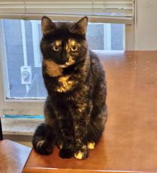 Lost Female Cat last seen Slade Rd and Crusher Canyon, Selah, WA 98942
