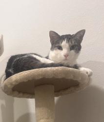 Reunited Male Cat last seen Abbey ln Centerton AR, Centerton, AR 72719