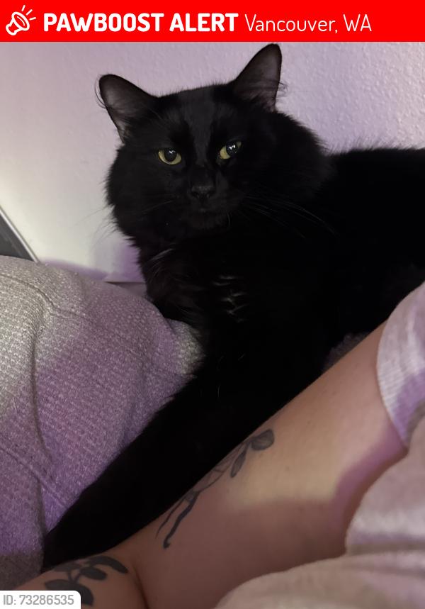 Lost Male Cat last seen Ne 82nd way, Vancouver, WA 98665