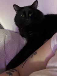 Lost Male Cat last seen Ne 82nd way, Vancouver, WA 98665