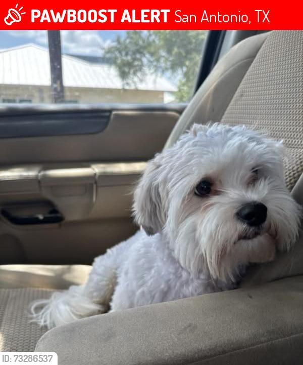 Lost Male Dog last seen Timber path Cliff valley Dr Lloyd Knowlton Elementary School, San Antonio, TX 78250