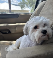 Lost Male Dog last seen Timber path Cliff valley Dr Lloyd Knowlton Elementary School, San Antonio, TX 78250