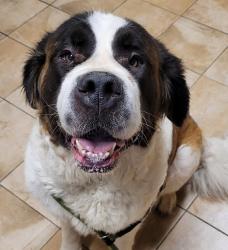 Shelter Stray Female Dog last seen SW 35th/Beaverton Hillsdale highway, OR, 1700 W Historic Columbia River Hwy, Troutdale, OR 97060, USA