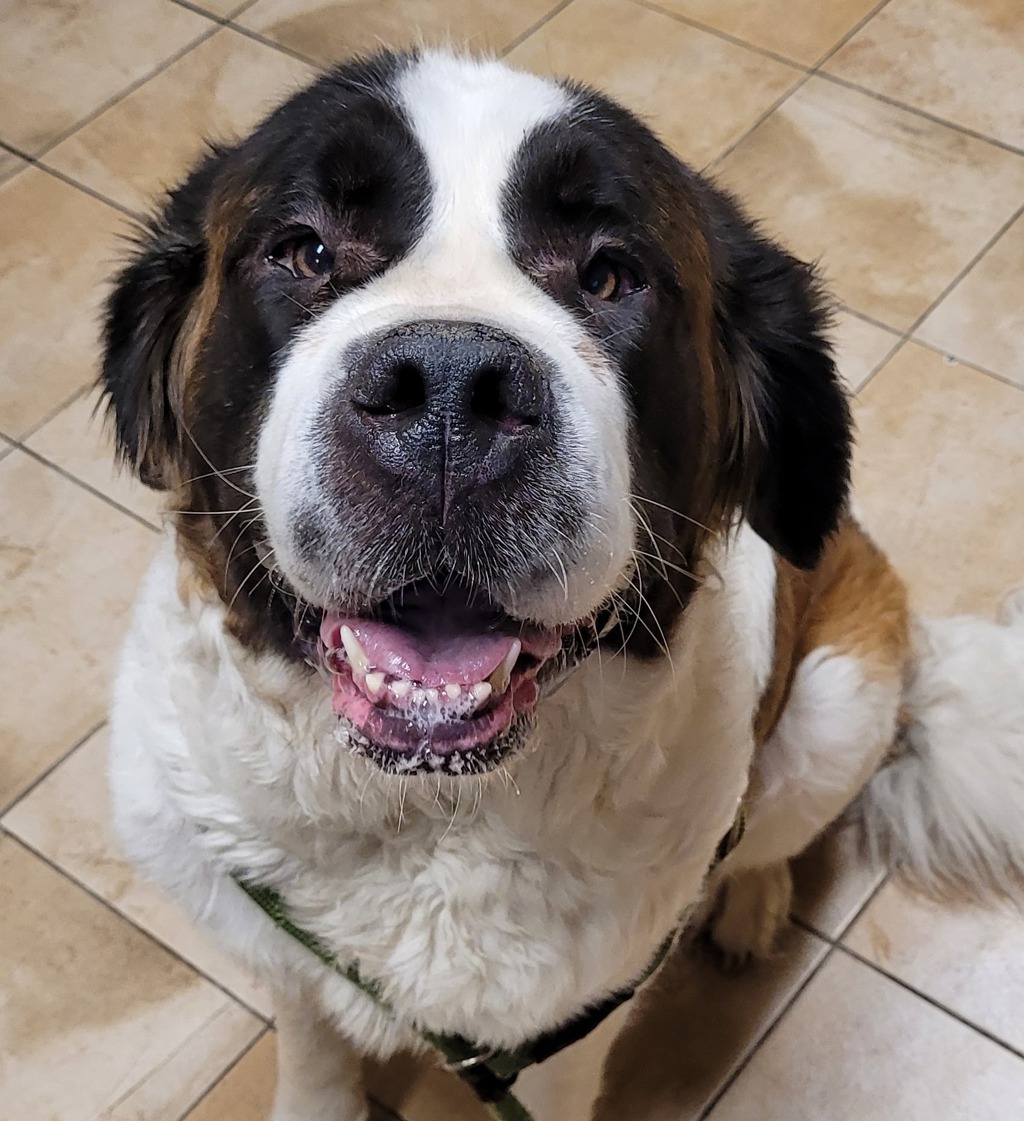 Shelter Stray Female Dog last seen SW 35th/Beaverton Hillsdale highway, OR, 1700 W Historic Columbia River Hwy, Troutdale, OR 97060, USA