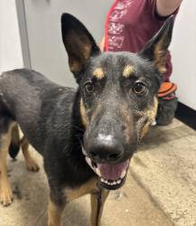 Shelter Stray Male Dog last seen Emu Lane, OLALLA, WA, 98359, 9167 Dickey Rd NW, Silverdale, WA 98383, USA