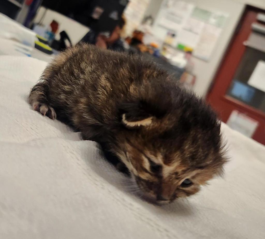 Shelter Stray Female Cat last seen Near Overlook Court, SAN LEANDRO, CA, 94579, 8323 Baldwin St, Oakland, CA 94621, USA