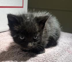 Shelter Stray Male Cat last seen Near Sundberg Avenue, SAN LEANDRO, CA, 94577, 8323 Baldwin St, Oakland, CA 94621, USA