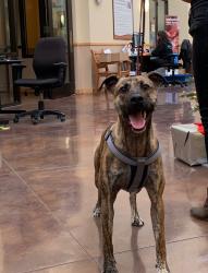 Shelter Stray Male Dog last seen Near Petree Street, El Cajon, CA, 92020, El Cajon, CA 92020, USA