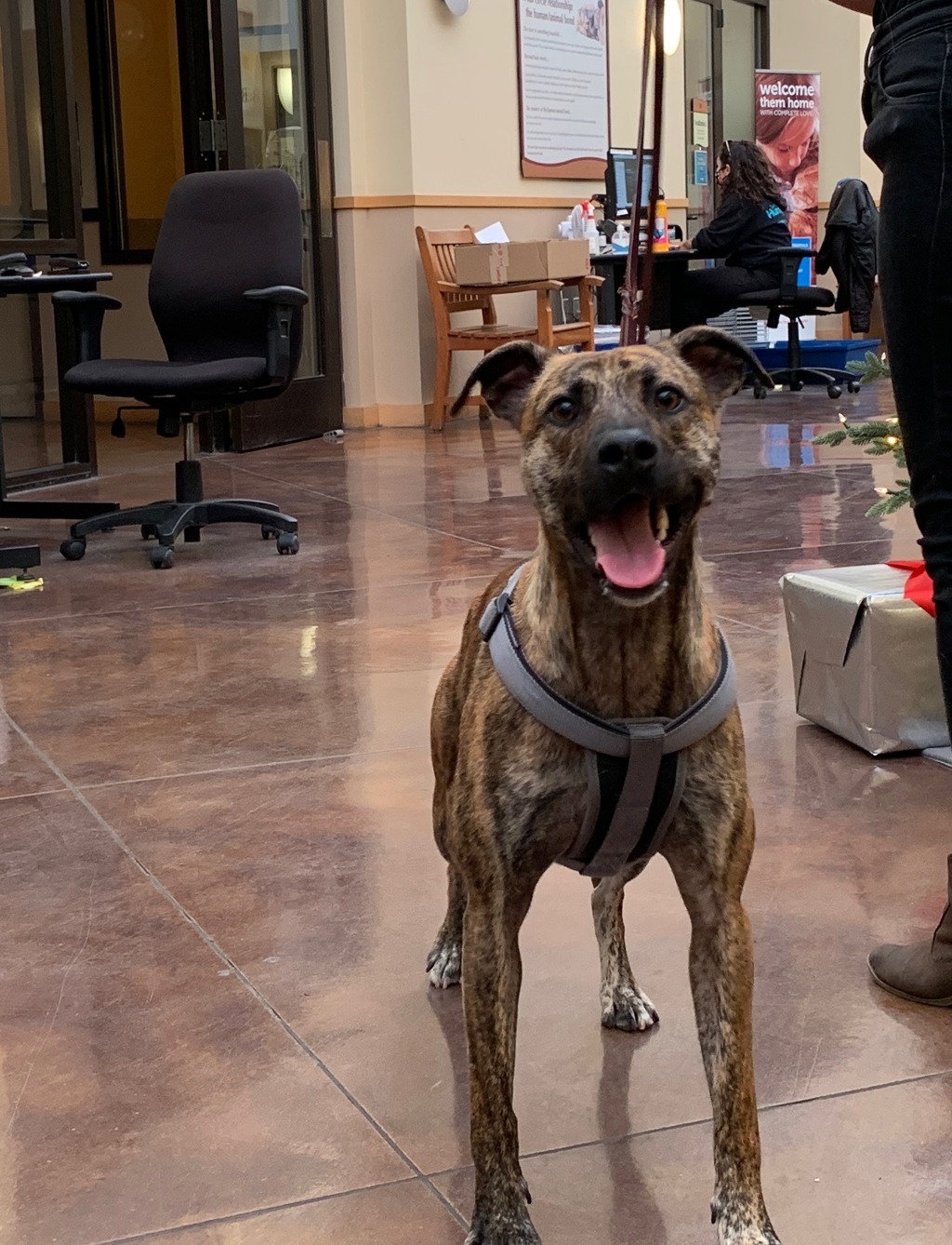 Shelter Stray Male Dog last seen Near Petree Street, El Cajon, CA, 92020, El Cajon, CA 92020, USA